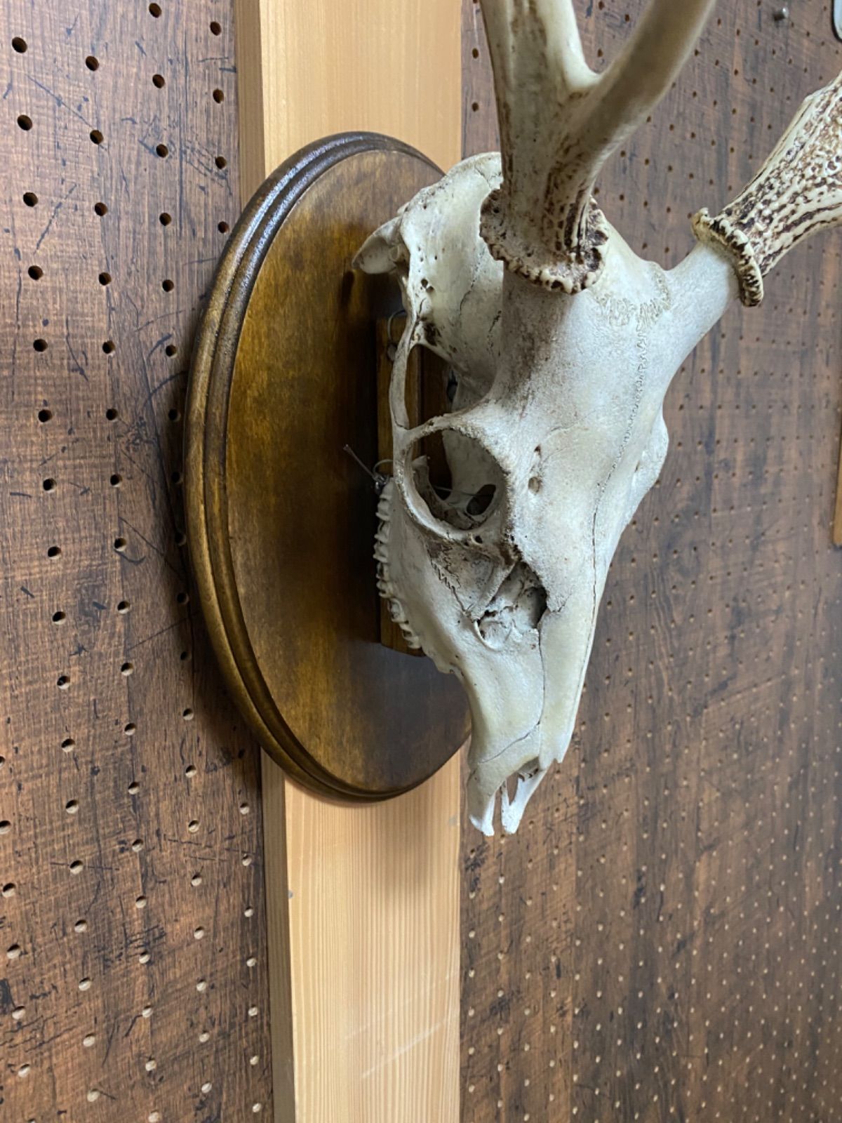 鹿の角（左右均等） 鹿スカルの壁掛け 左右非対称角 - メルカリ