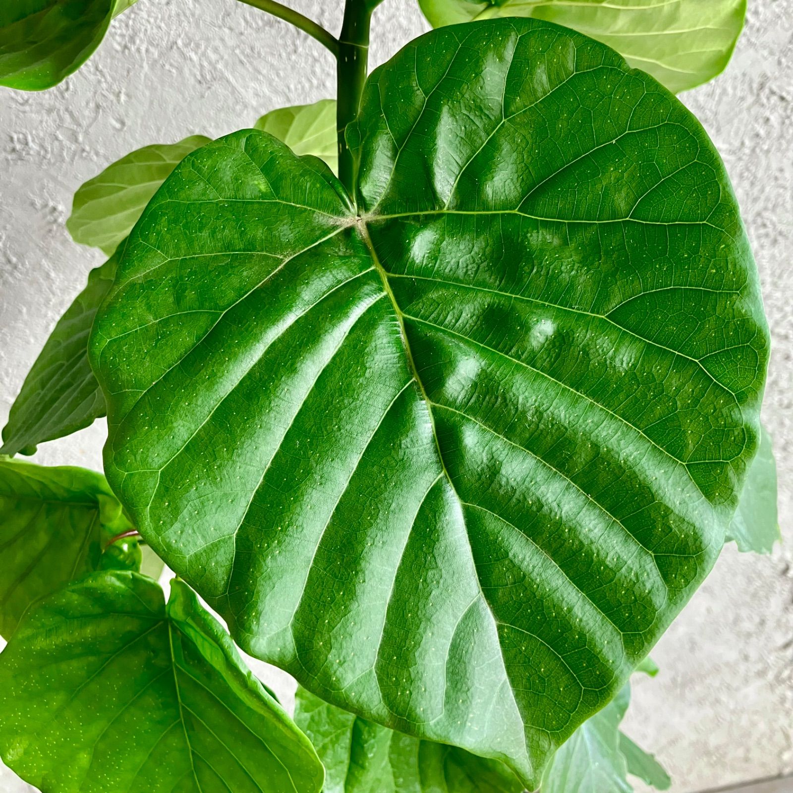 テラコッタ鉢植え