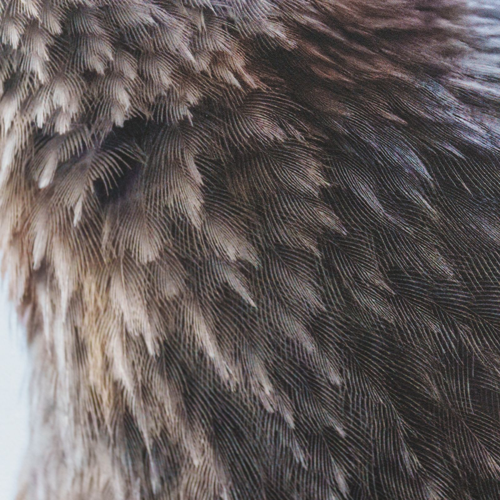 【ヒヨドリ・桜】オリジナル写真プリント（マット紙・A4サイズ）【野生動物】