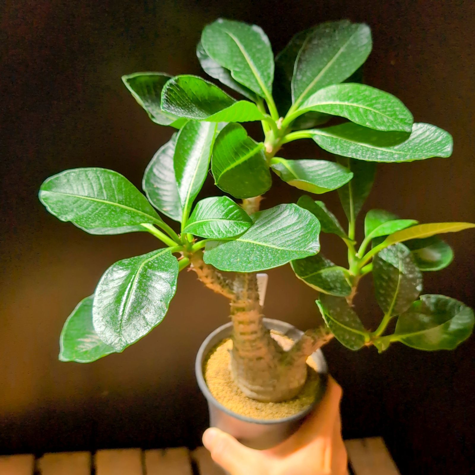 定番，爆買い パキポディウム ウィンゾリー 実生 03