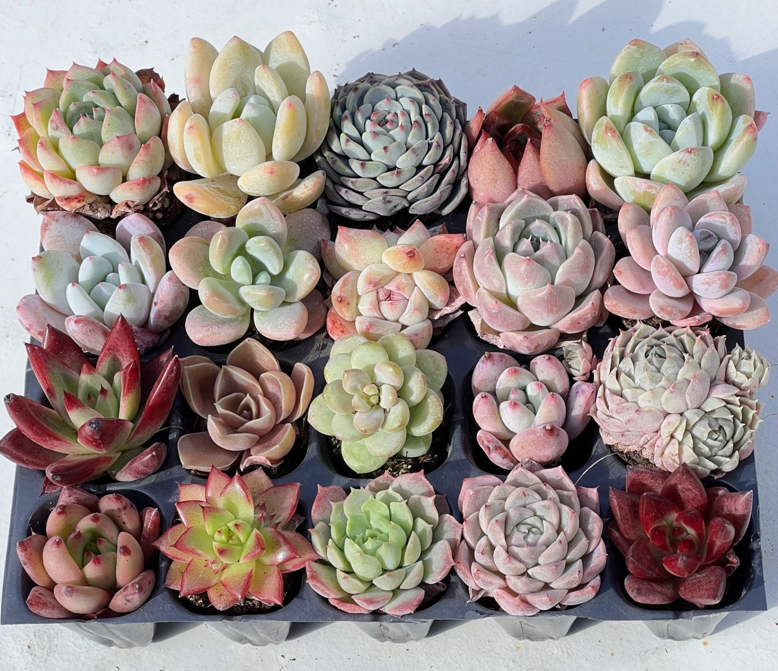 51即購入OK セット 100苗 韓国苗 雑交新種 多肉植物 エケベリア 76即