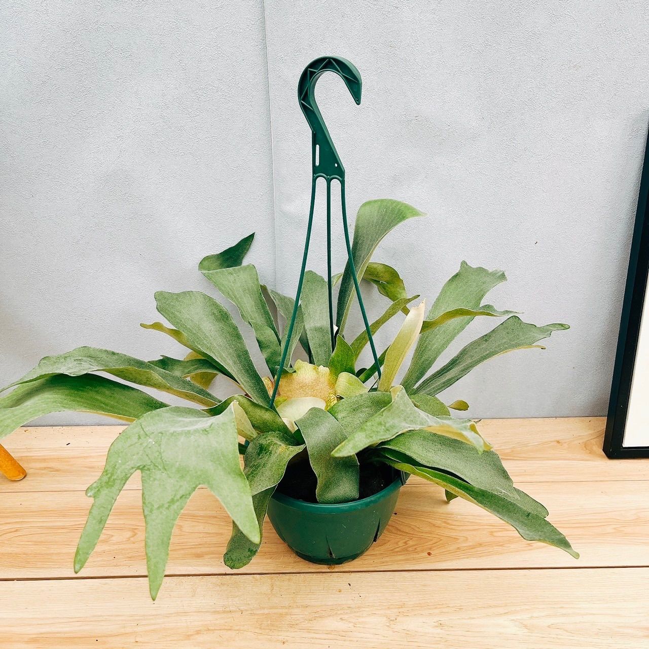 ビカクシダ・ビーチー　苔玉仕立て　※メルカリ便発送　【大株、一点物】 ビカクシダ・ビーチー 苔玉仕立て ※メルカリ便発送 【大株、一点物