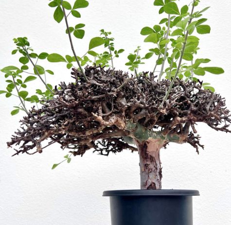 コミフォラ　カタフ　ターカネンシス　灌木　現在球 コミフォラ カタフ ターカネンシス 現地球① | hanayoshi-botanical