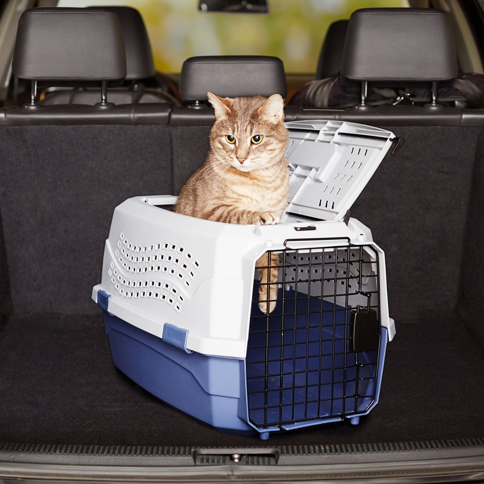 ベーシック ペットキャリー ダブルドア 小型犬・猫用 9kgまで Mサイズ 幅3 迅速発送】ベーシック ペットキャリー ダブルドア 小型犬・猫用 9kg