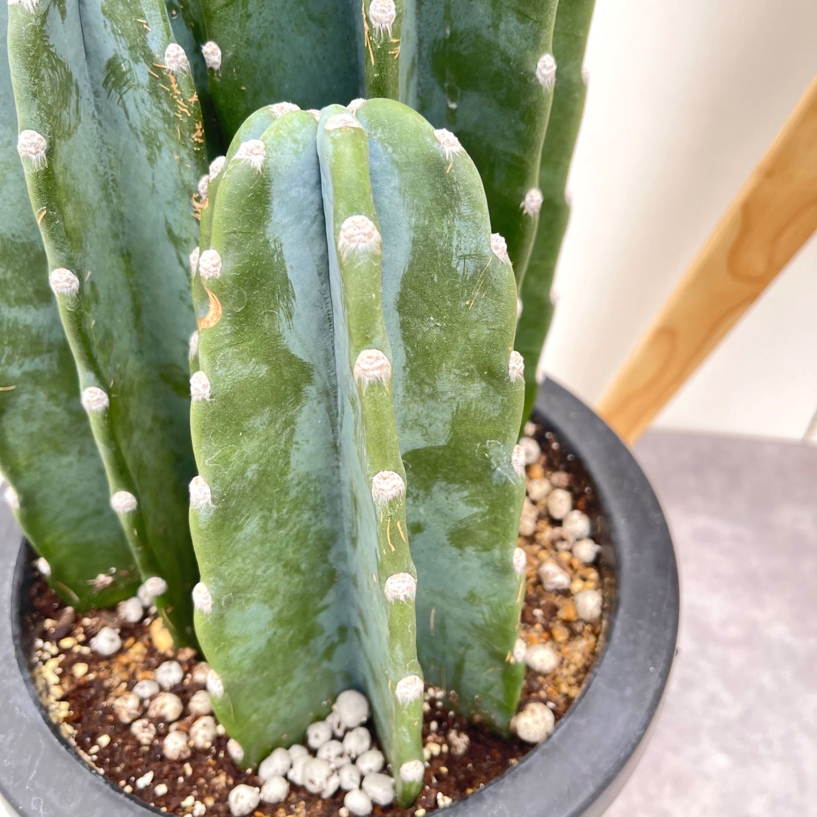 柱サボテン　ブランチ　鬼面角　トゲ無し　5 柱サボテン ブランチ 鬼面角 トゲ無し 5 fit=scale-down,w=1200