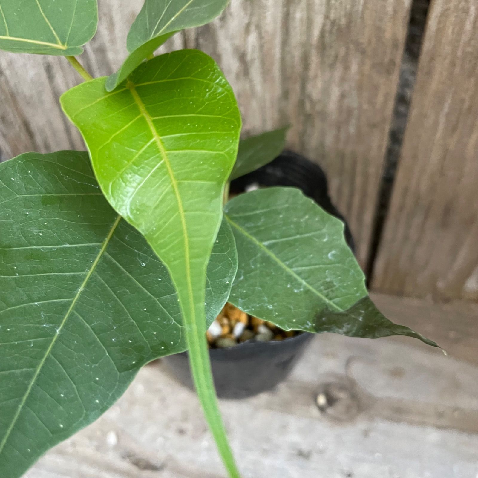 インドボダイジュ 印度菩提樹 ポット発送 第四種郵便 フィカス