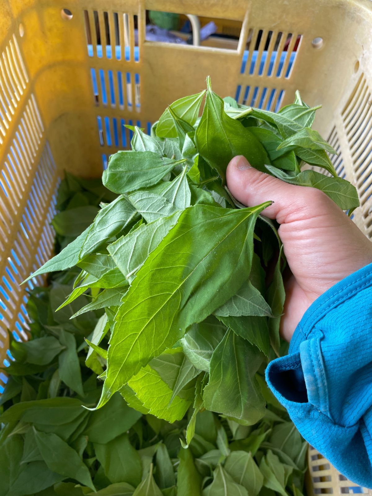 菊芋の葉茶 野草茶 - 酒