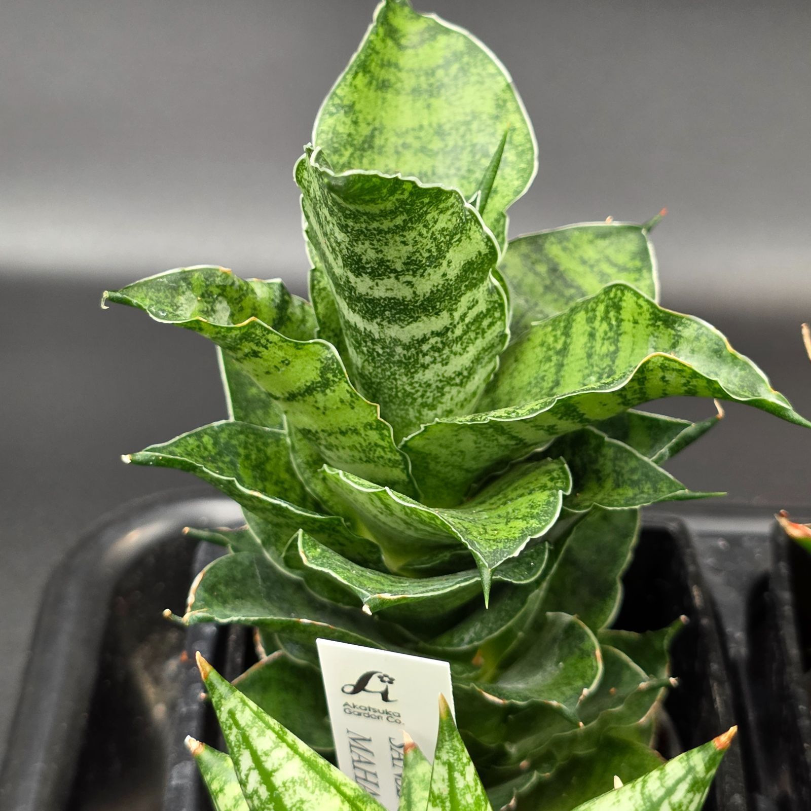 サンスベリア 希少種12品種アソートセット - メルカリ