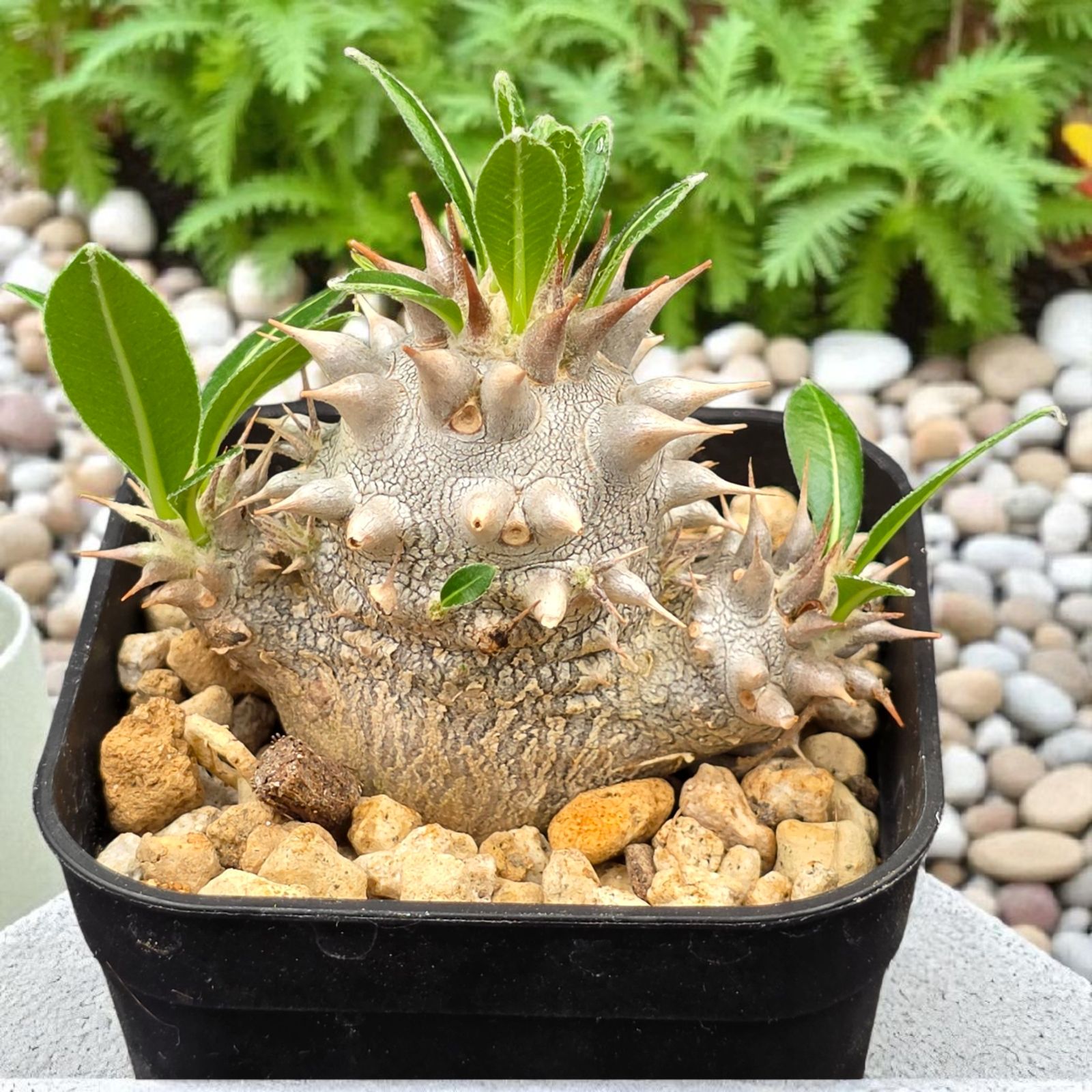 恵比寿大黒 パキポディウム デンシカウレ 実生 - メルカリ