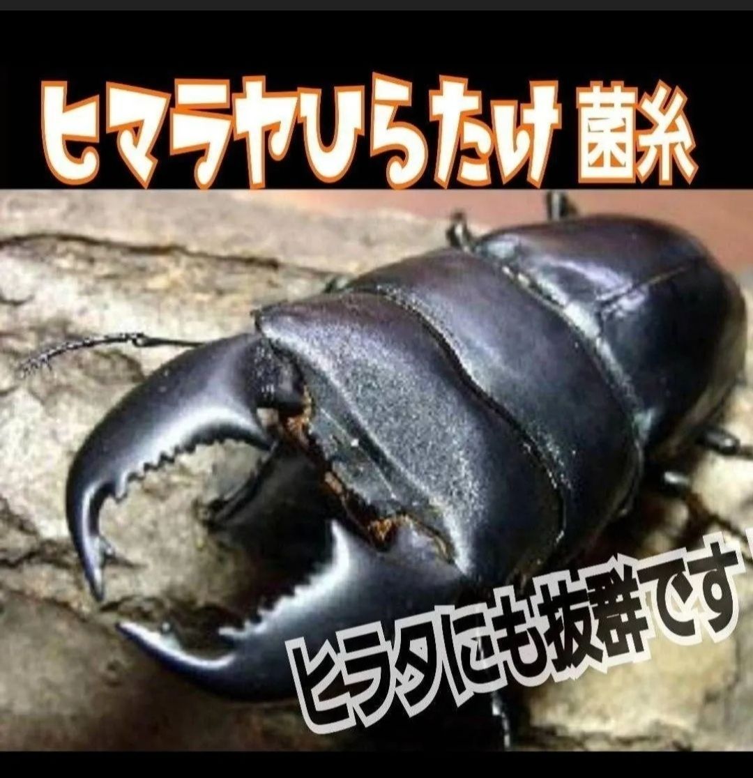 ヒラタ