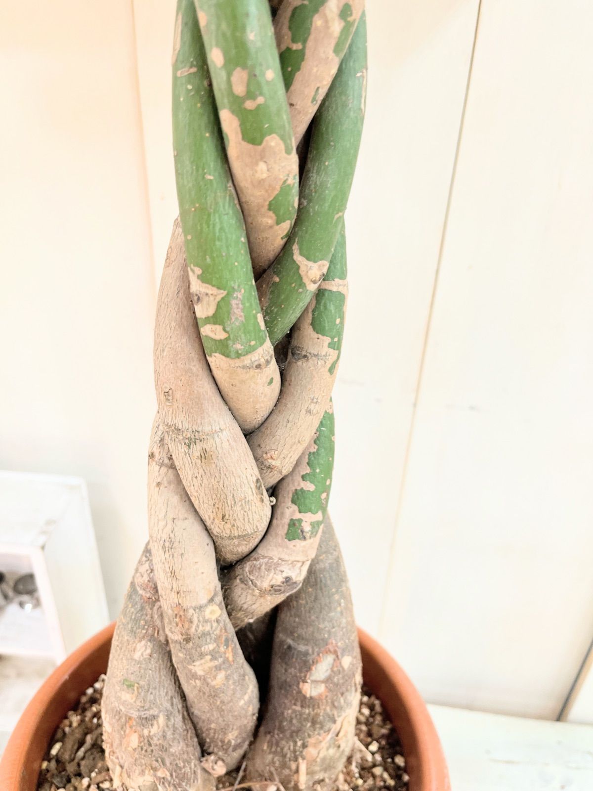 セール中！9020円→8580円】パキラ ねじり 8寸プラ鉢 - メルカリ