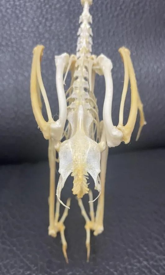 ジャワアカガシラサギの骨格標本 ジャワアカガシラサギ（javan pond heron）全身骨格標本 - メルカリ