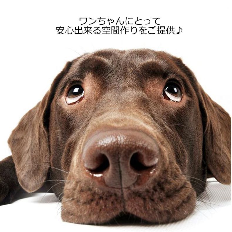 かわいい