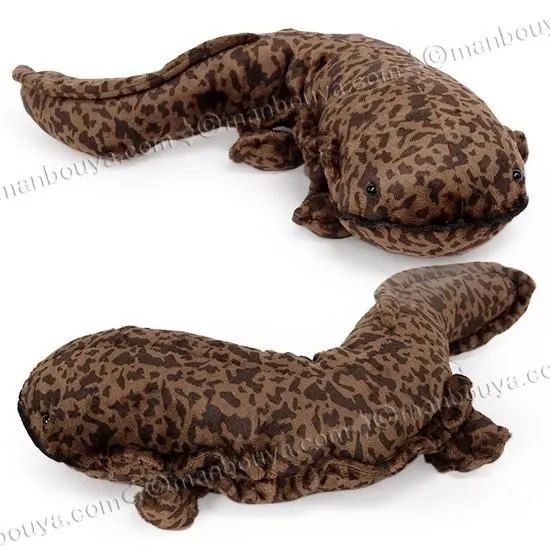 カドリー　大山椒魚　ぬいぐるみ 楽天市場】オオサンショウウオ 大山椒魚 サイズ:63cm ふわふわ