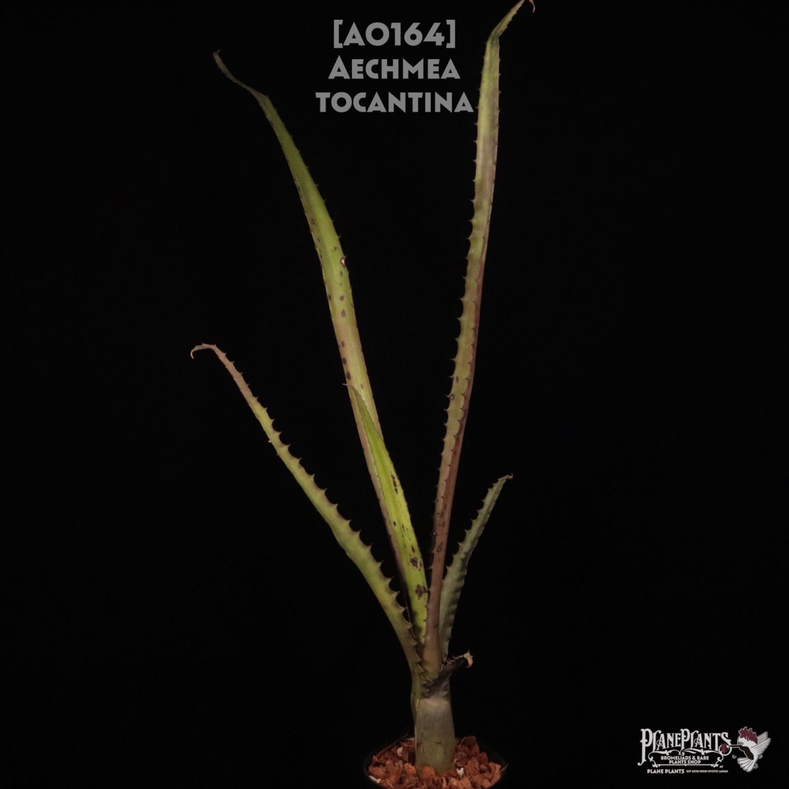 送料無料】Aechmea tocantina〔エクメア〕現品発送A0164 /@plane