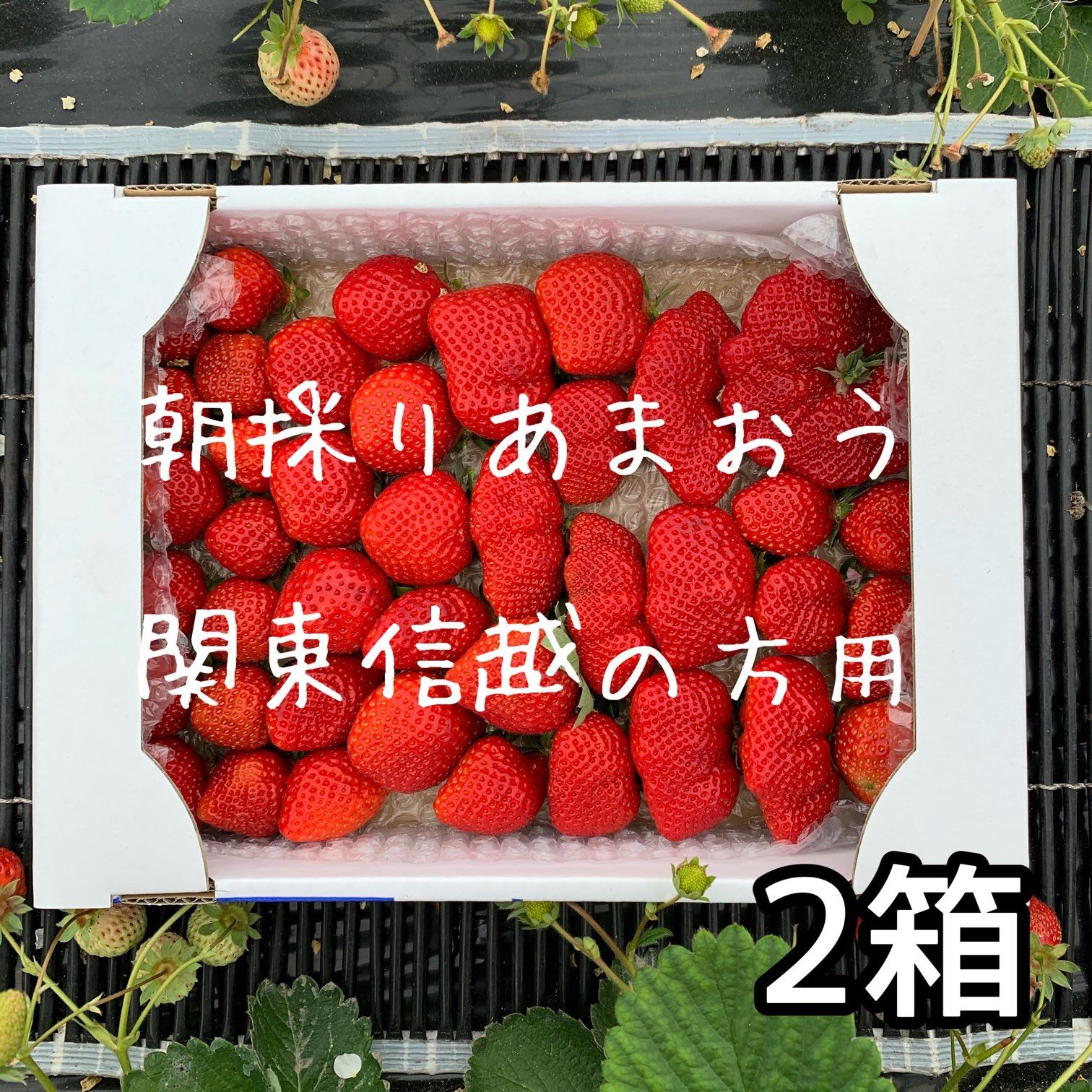 桜舞う季節 関東信越の方向け 朝採りいちご あまおう 二級品 | www