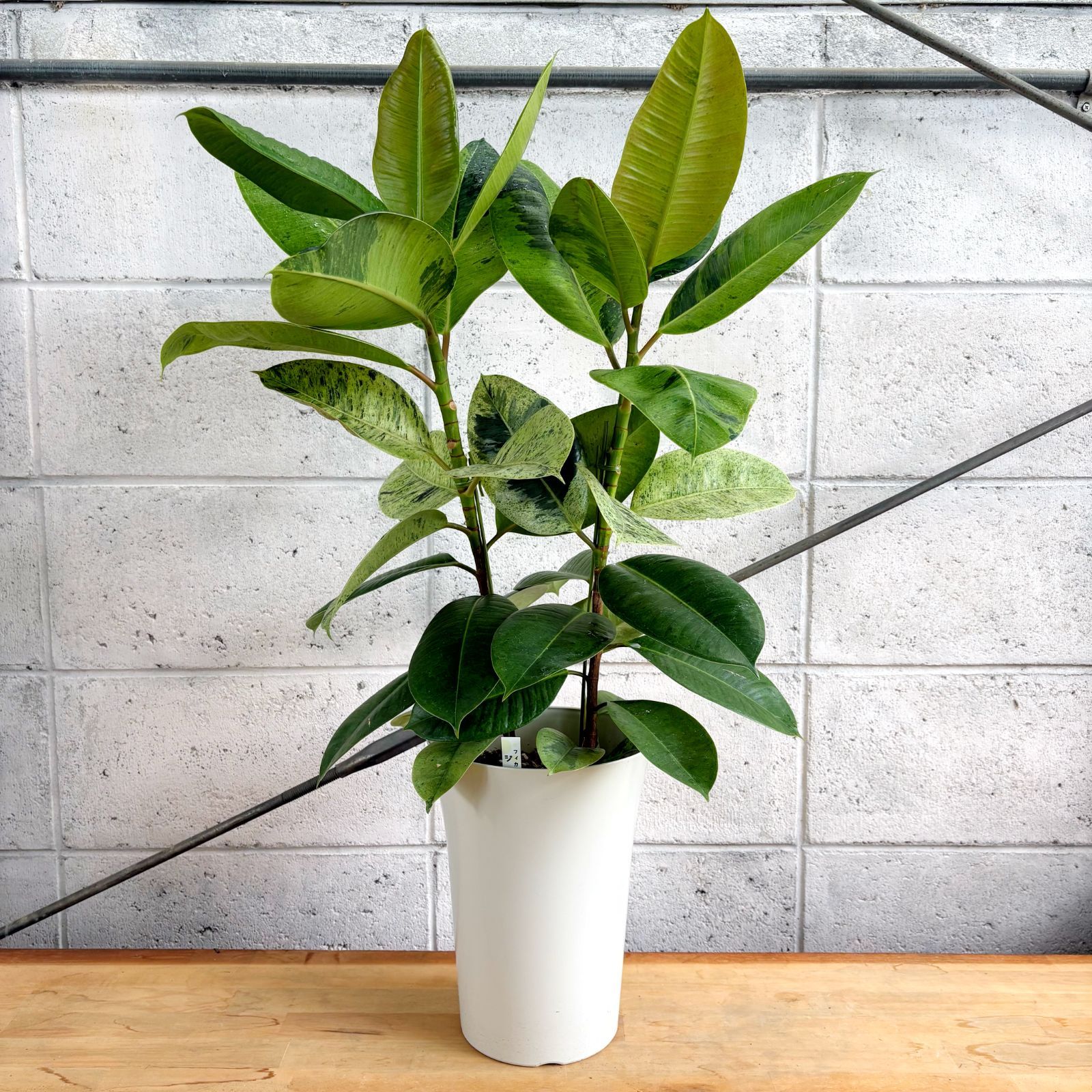 観葉植物】希少種 フィカス ジン 2株植え 斑入り ゴムの木 7号 プラ