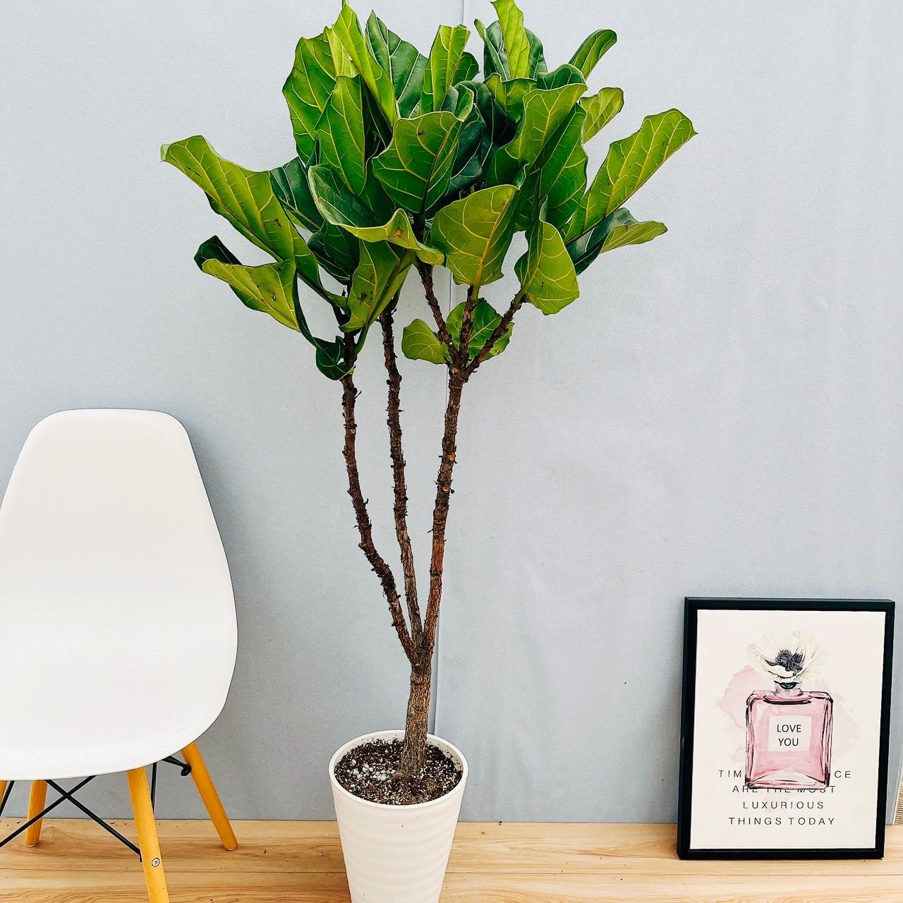 現品］※売約済※ 法人価格 6番 カシワバゴムの木 フィカス