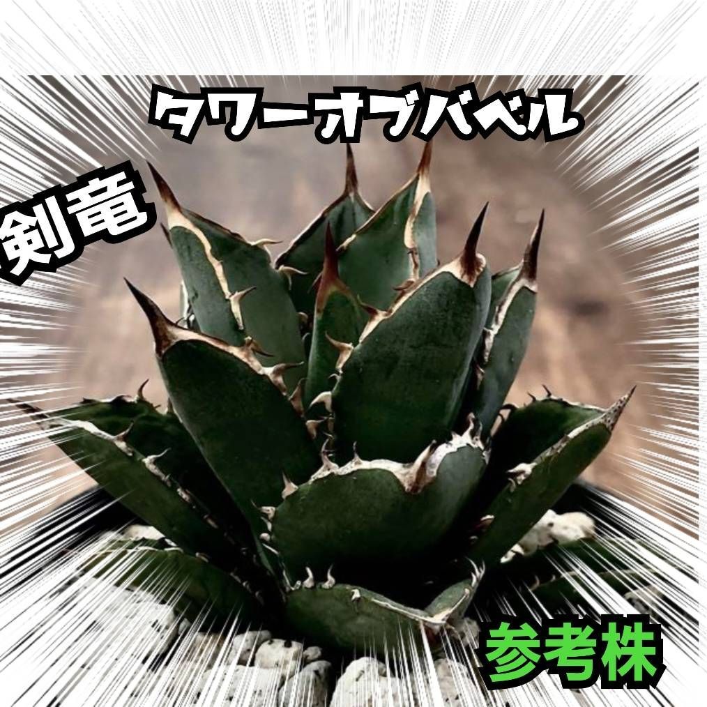 Y863 アガベ agave チタノタ暴牙 極上血統子株！強棘選抜+apple-en.jp