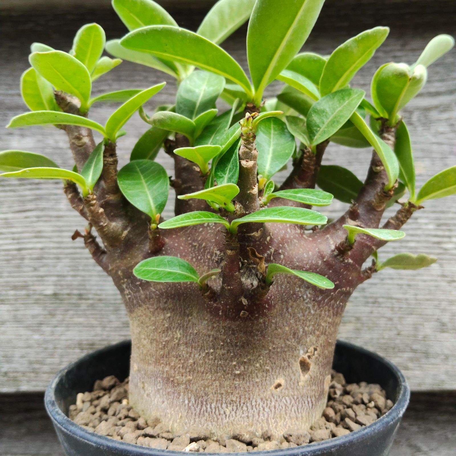 bk 9 アデニウム ブラックスキン ドワーフ 塊根植物 コーデックス