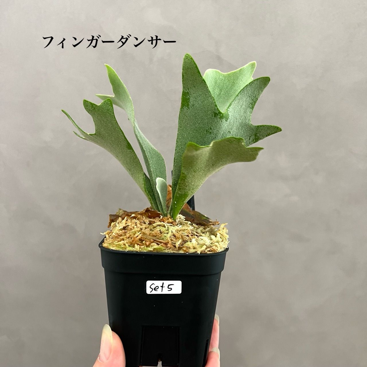 ビカクシダ 2種セット｜フィンガーダンサー ＆ mix胞子撒き 胞子