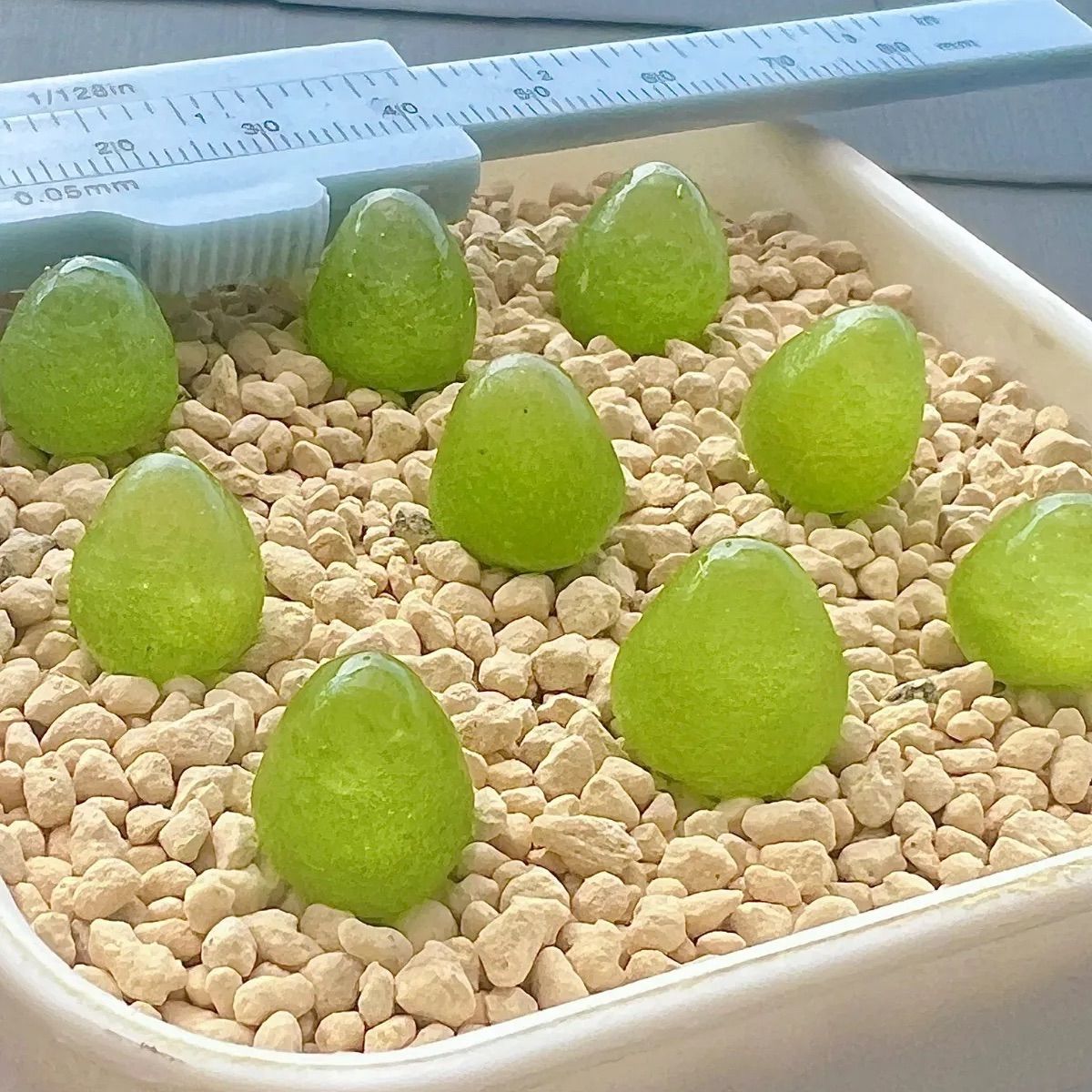 ネコポスで発送❣️コノフィツム　ブルゲリSH409 大玉2cm以上　抜き苗　4株 數量限定 コノフィツム ブルゲリ 9点セット メセン 抜き苗 多肉