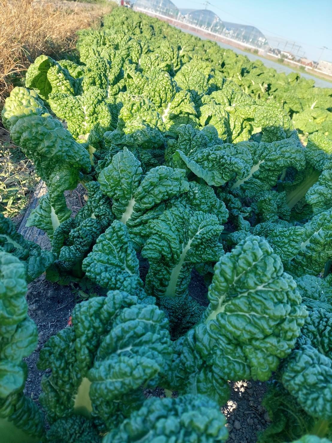 かつお菜400g(箱込み)