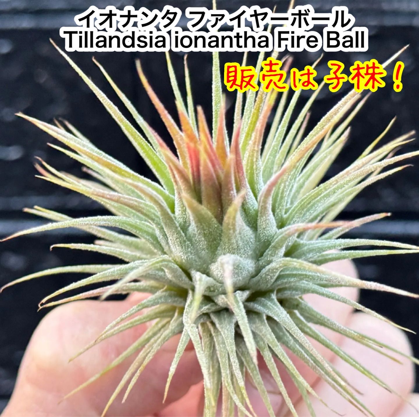 Tillandsia Ionantha  Ball 速達発送 Tillandsia Ionantha Special Selection 速達 - メルカリ