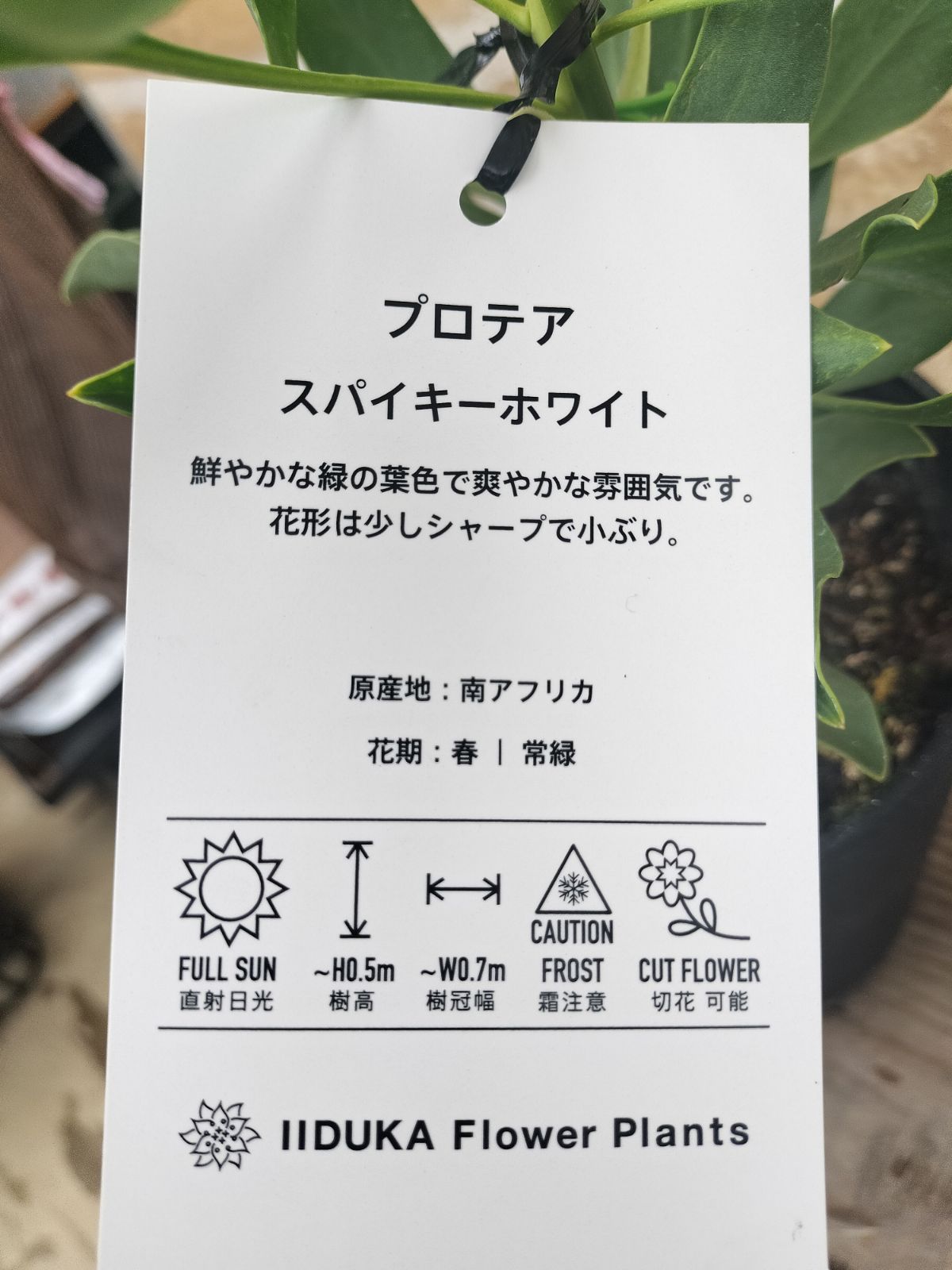 まめっち SPAO パジャマ ルームウェア NCT WISH シオン 韓国SPAO