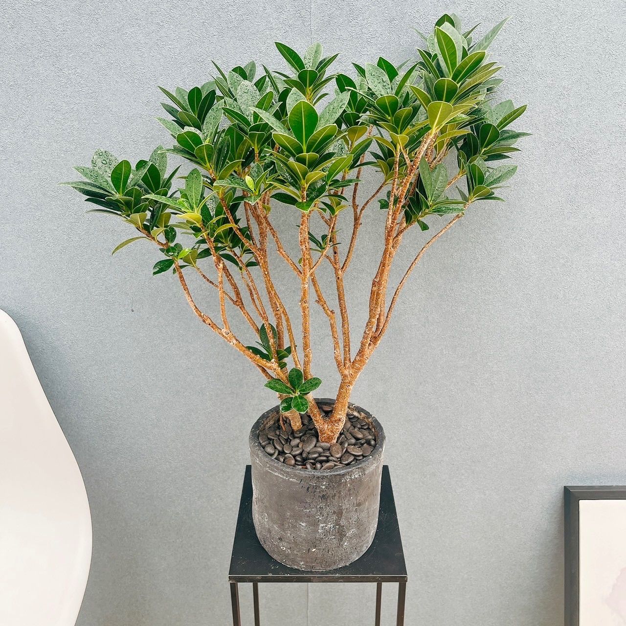 現品 初 20番 フィカス ベビーリーフ 観葉植物 室内 陶器鉢受け皿付き フィカス 多幸の木 おしゃれ