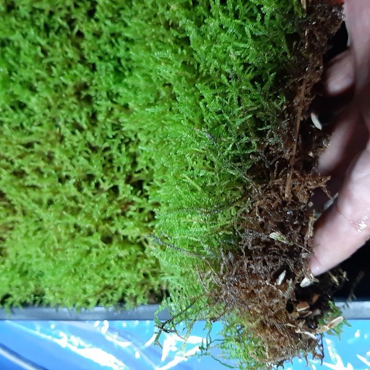 継ぎ足し品☆10個セット◎ハイゴケ4年物◎造園最適 苔玉☆厚2〜3cm