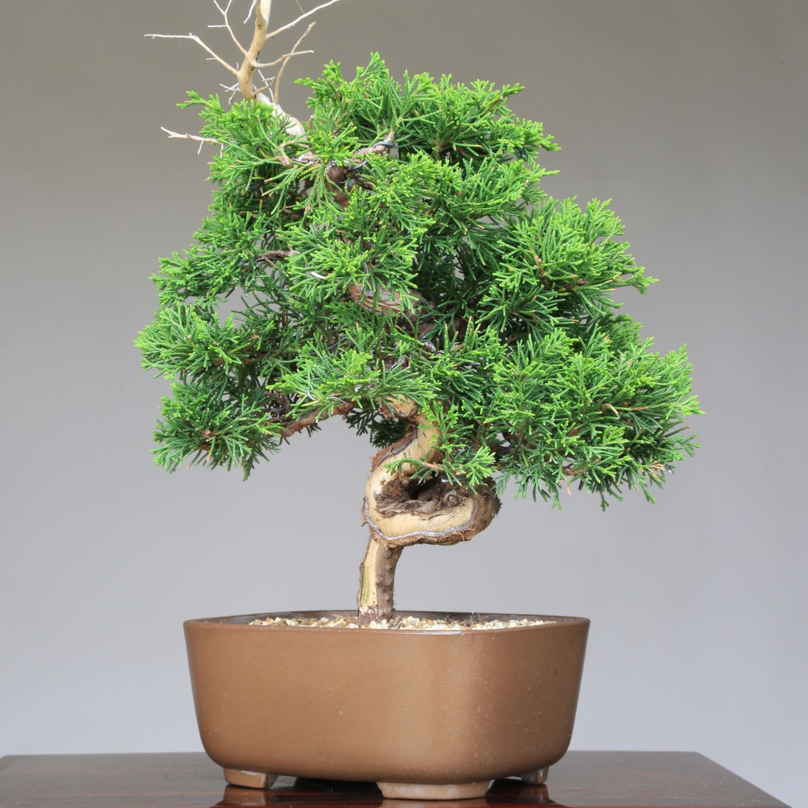糸魚川真柏　シャリ・ジン・捻転・晩品！ Amazon.co.jp: 糸魚川真柏 ミニ盆栽（捻転・ジン・シャリ