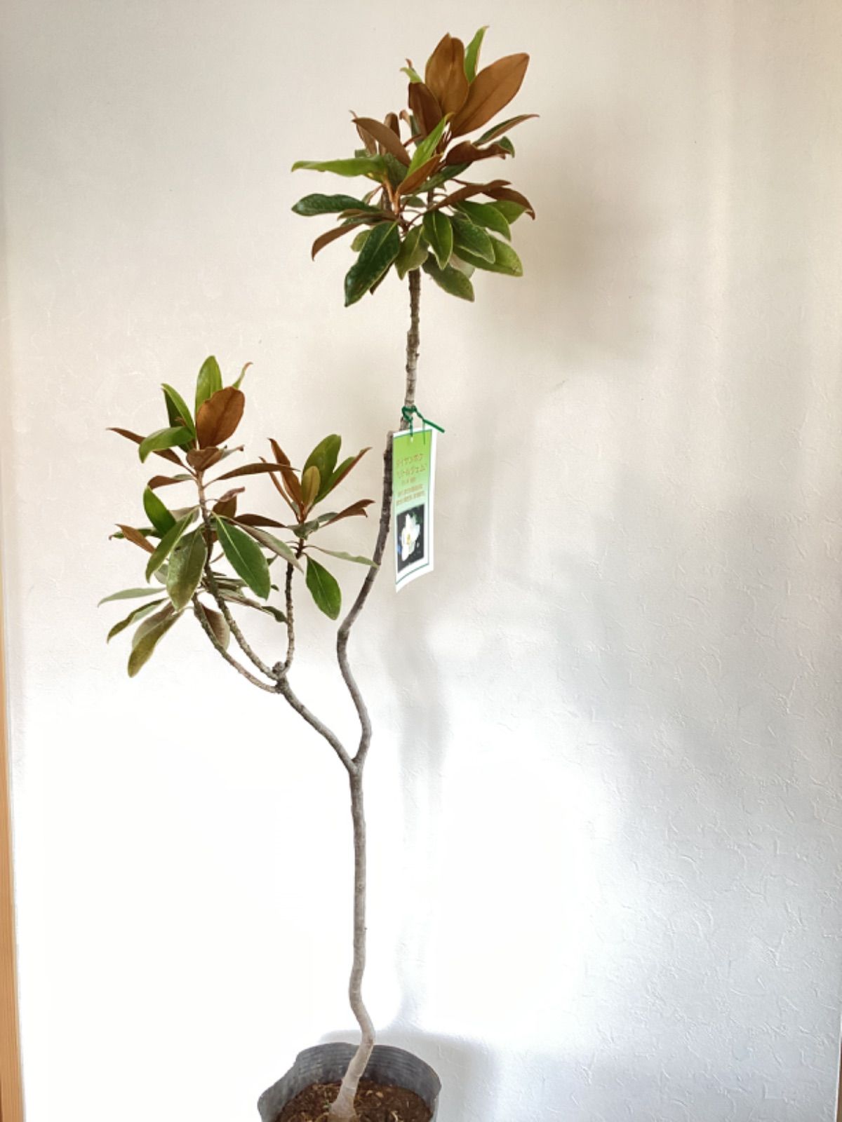 ☆大特価！ タイサンボク リトルジェム苗木 ③☆数限定です！ 苗・苗木