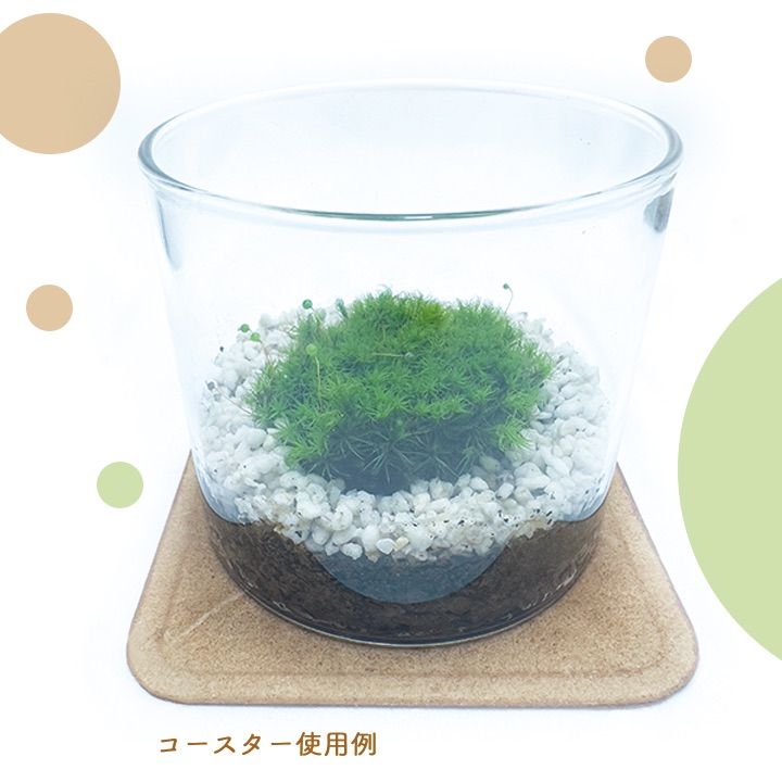 超お得！ 苔テラリウム 『 苔はじめスターターセット 』 8点