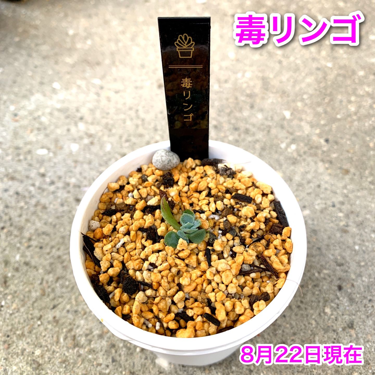 多肉植物 ロウルサンコ苗 毒リンゴ 黒い札付き - しぇあ - メルカリ