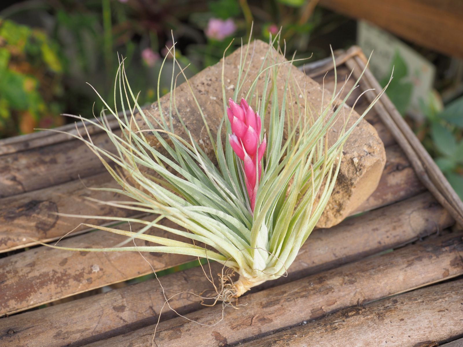 ☆花付き【コットンキャンディー】チランジア エアプランツ