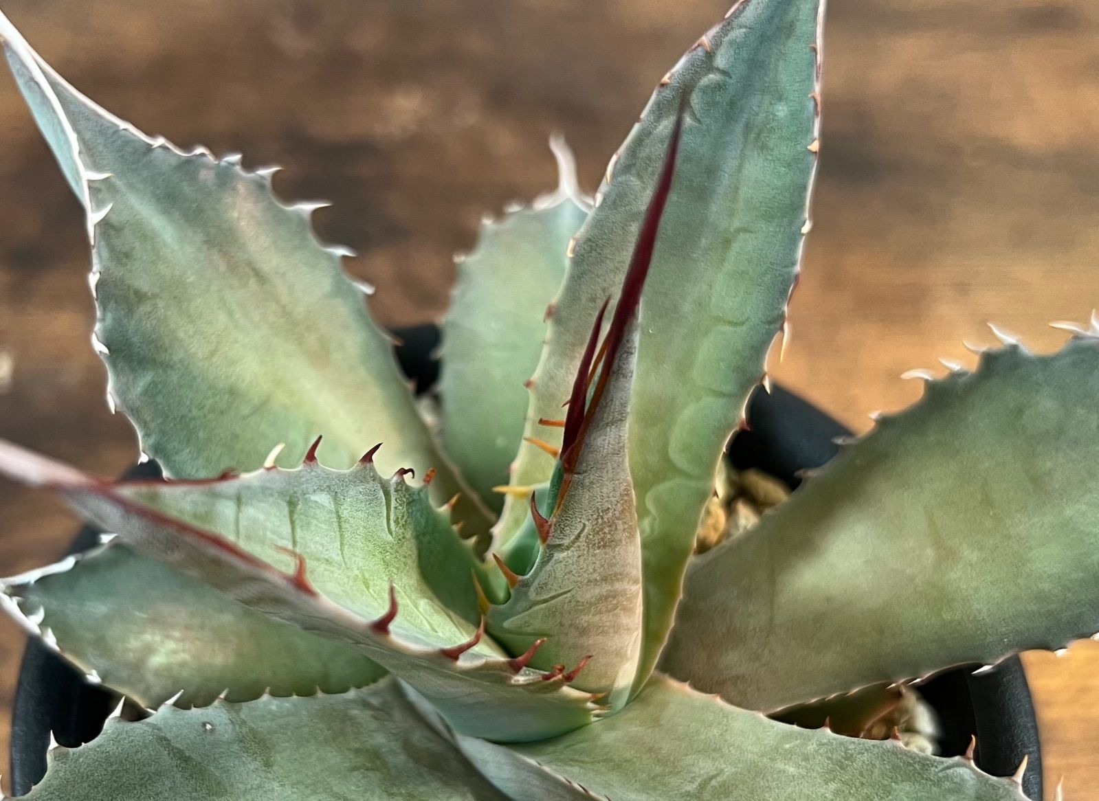 Agave/アガベ 'ShawParr' (Shawii x parrasana) シャウィー×パラサナ