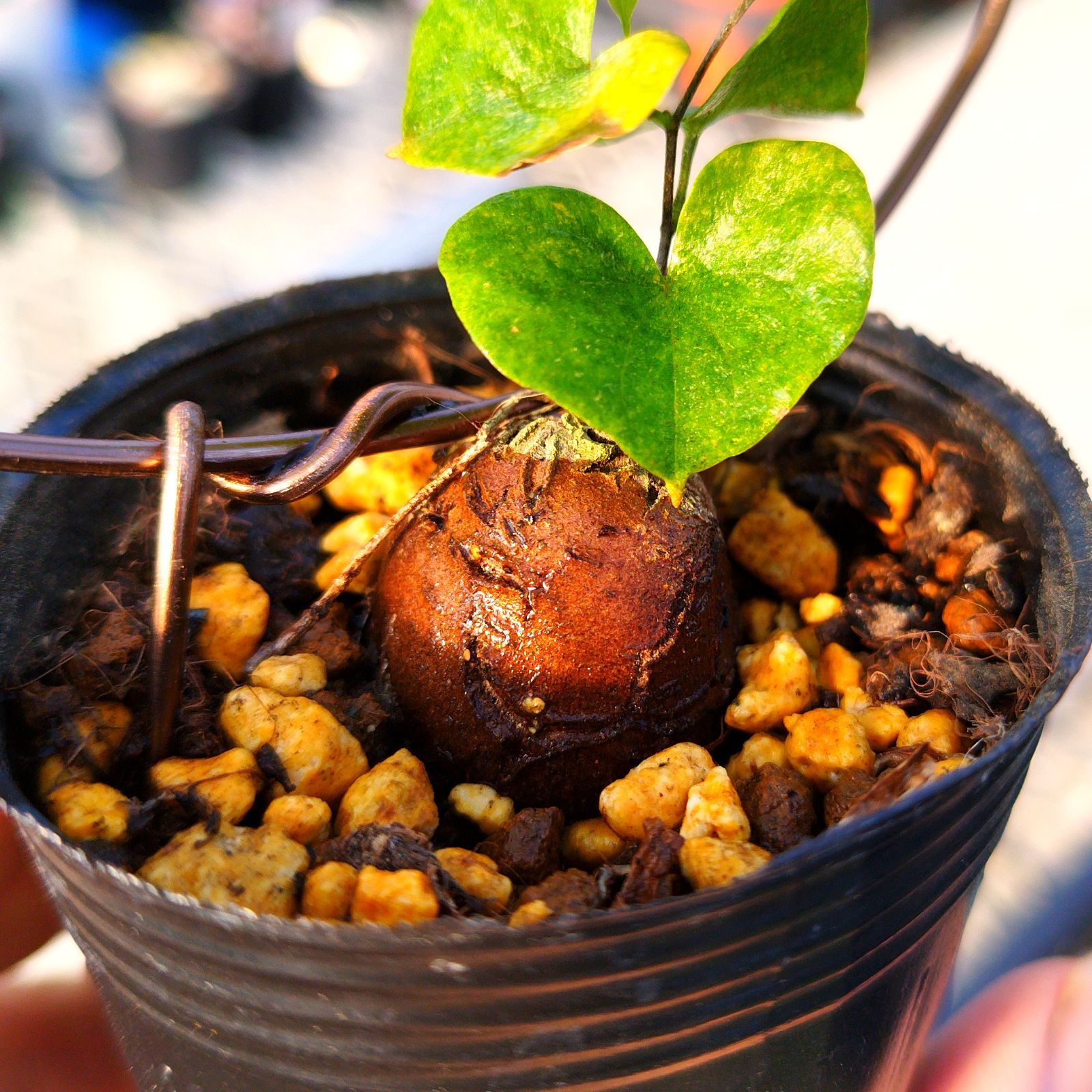 塊根植物 アフリカ亀甲竜 実生 ポットごと - メルカリ 塊根植物 アフリカ亀甲竜 実生 ポットごと - メルカリ