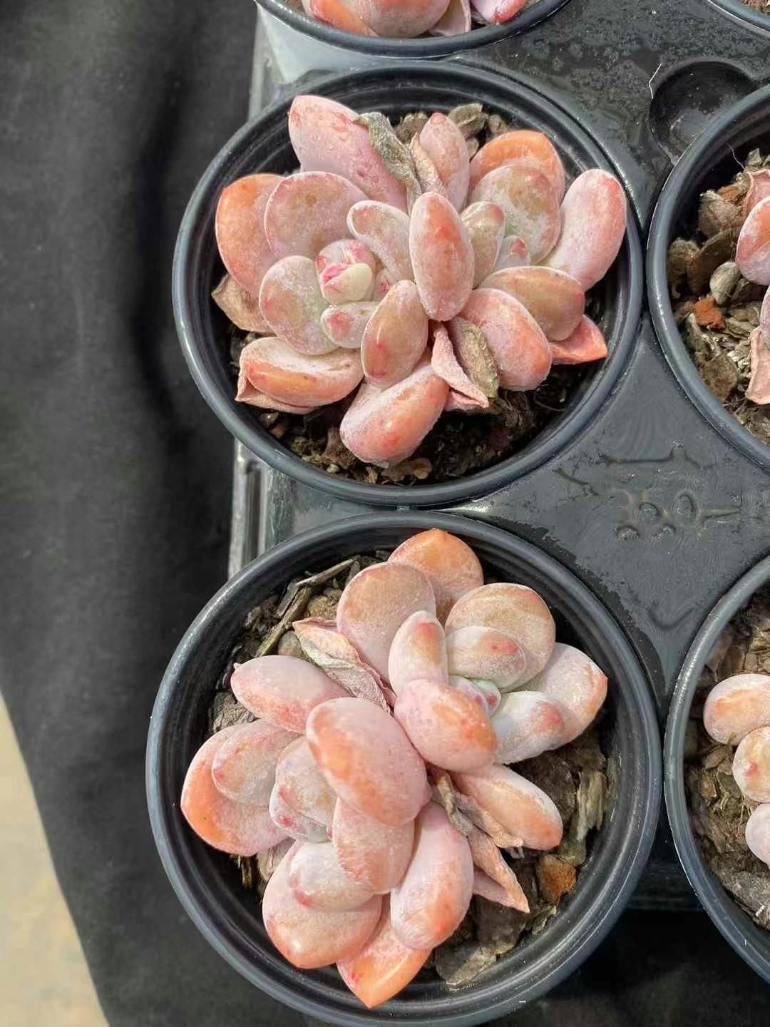 MY12 18株の抜き苗 ミッシング2頭 多肉植物 アエオニウム エケベリア 韓国苗 好評中