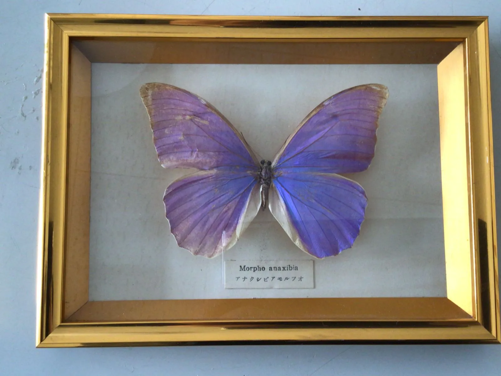 2025年最新】ディディウスモルフォの人気アイテム - メルカリ