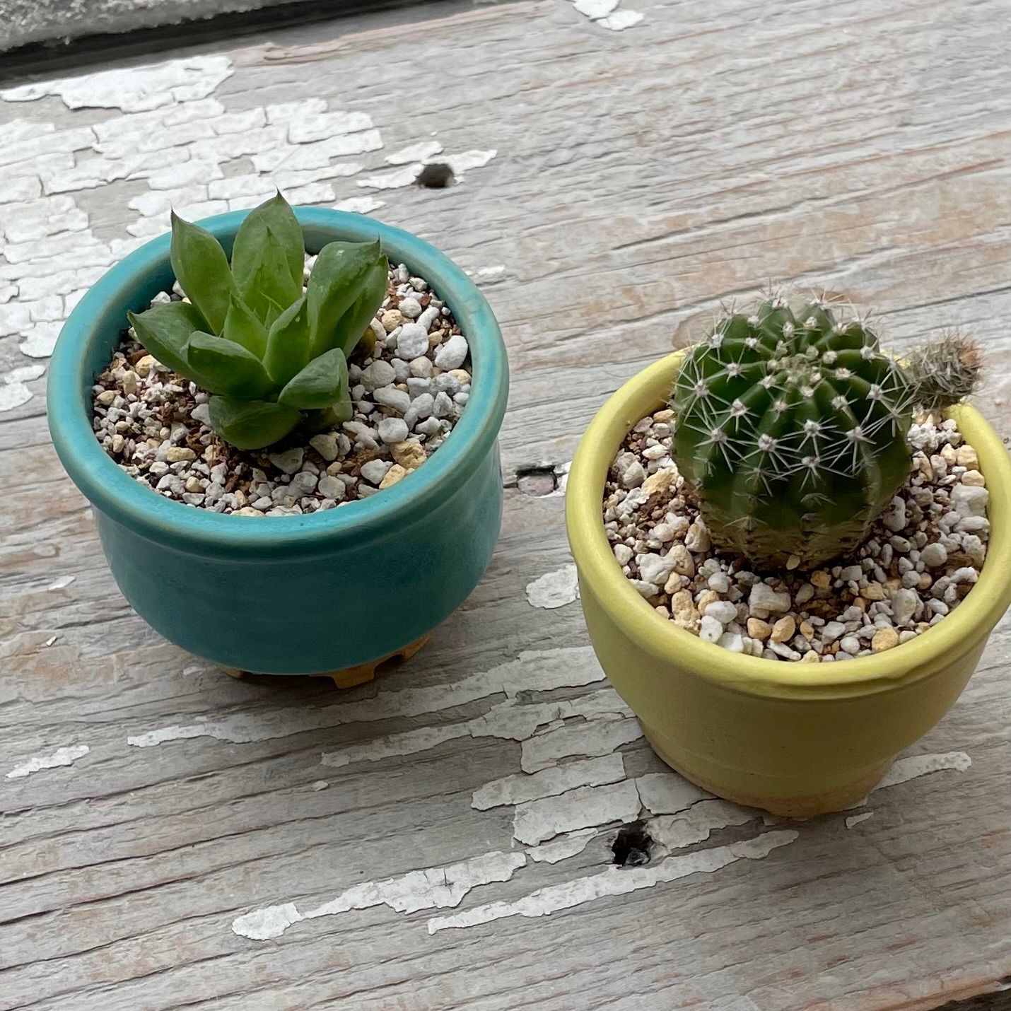 大型セールや時期 植木鉢多肉塊根観葉植物ハンドメイド陶器陶芸 （やちむん工房 鉢・プランター