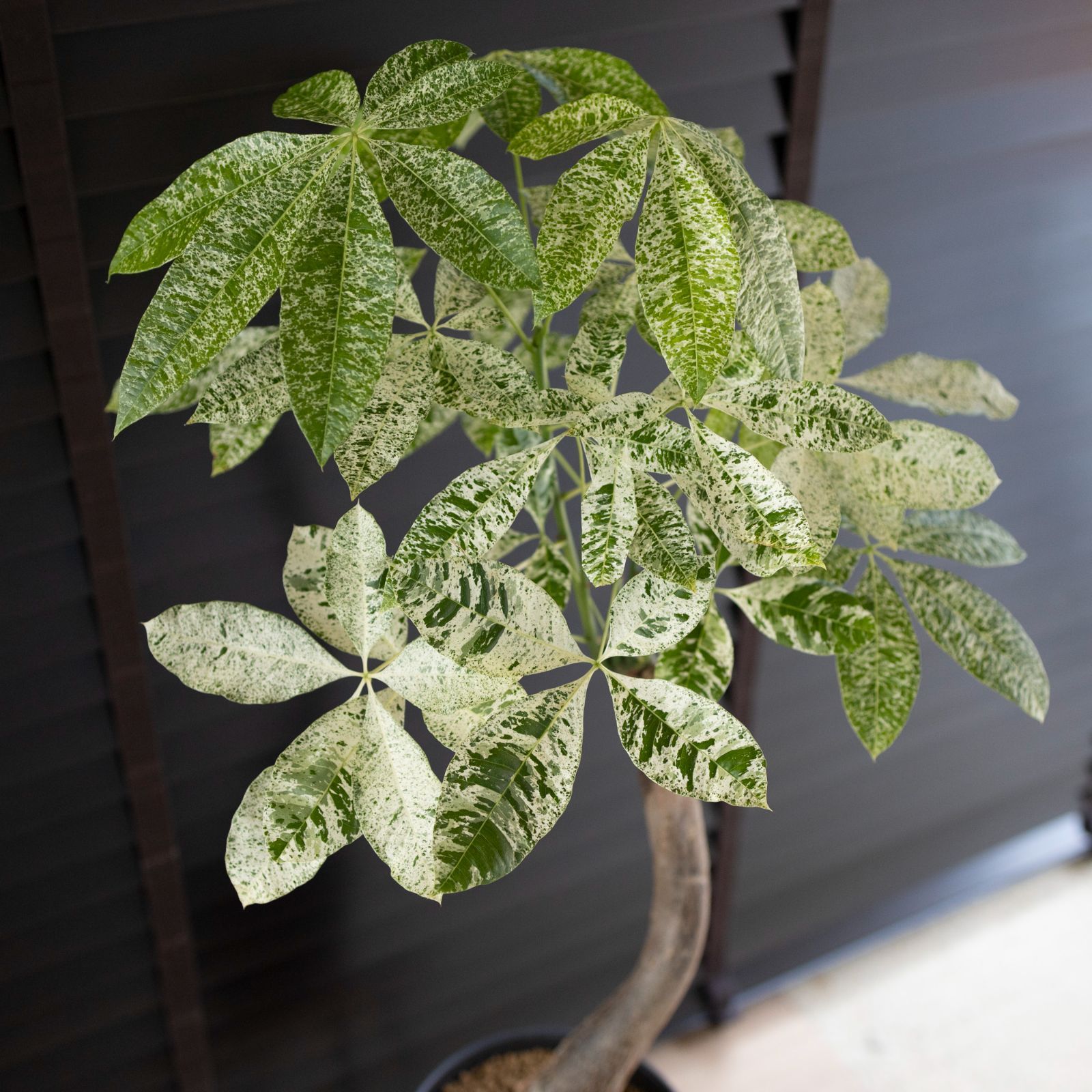 パキラ ミルキーウェイ 6号 色白さん 観葉植物 大型 671 パキラ