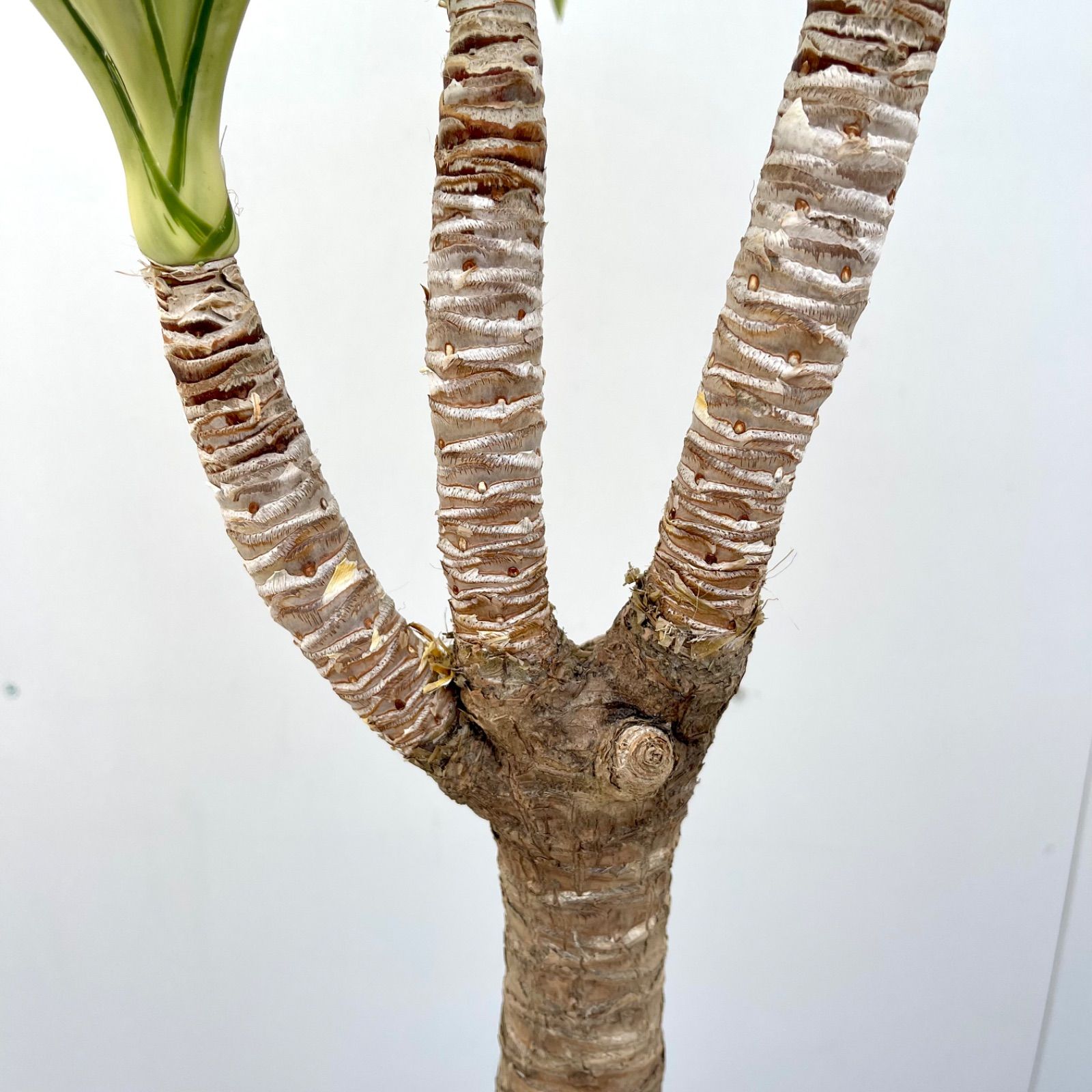 ユッカ エレファンティペス 斑入り 1【現品】☆希少☆ 観葉植物 - メルカリ