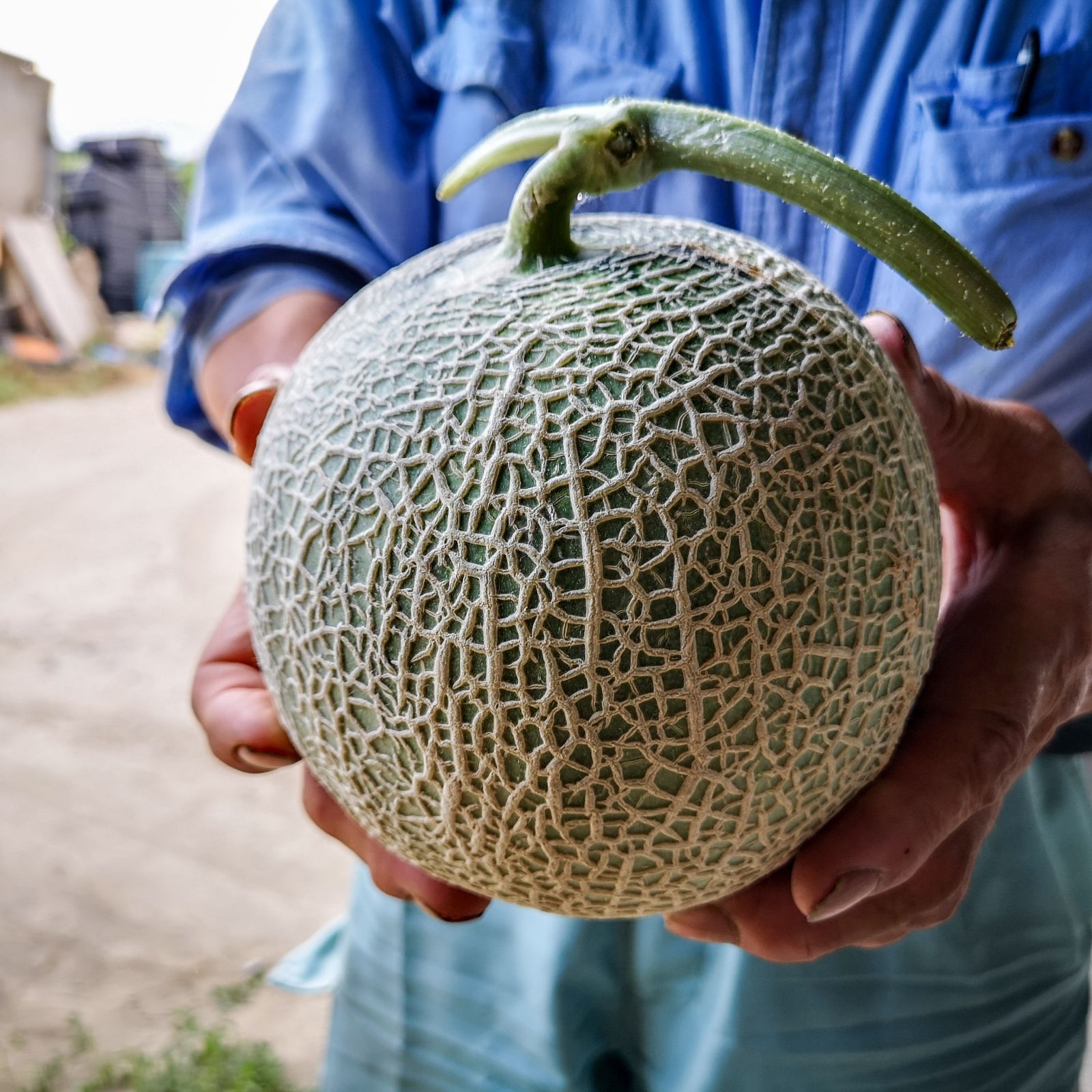 数量限定販売訳あり(蔓なし)北海道富良野メロン赤肉 8玉✖︎二箱