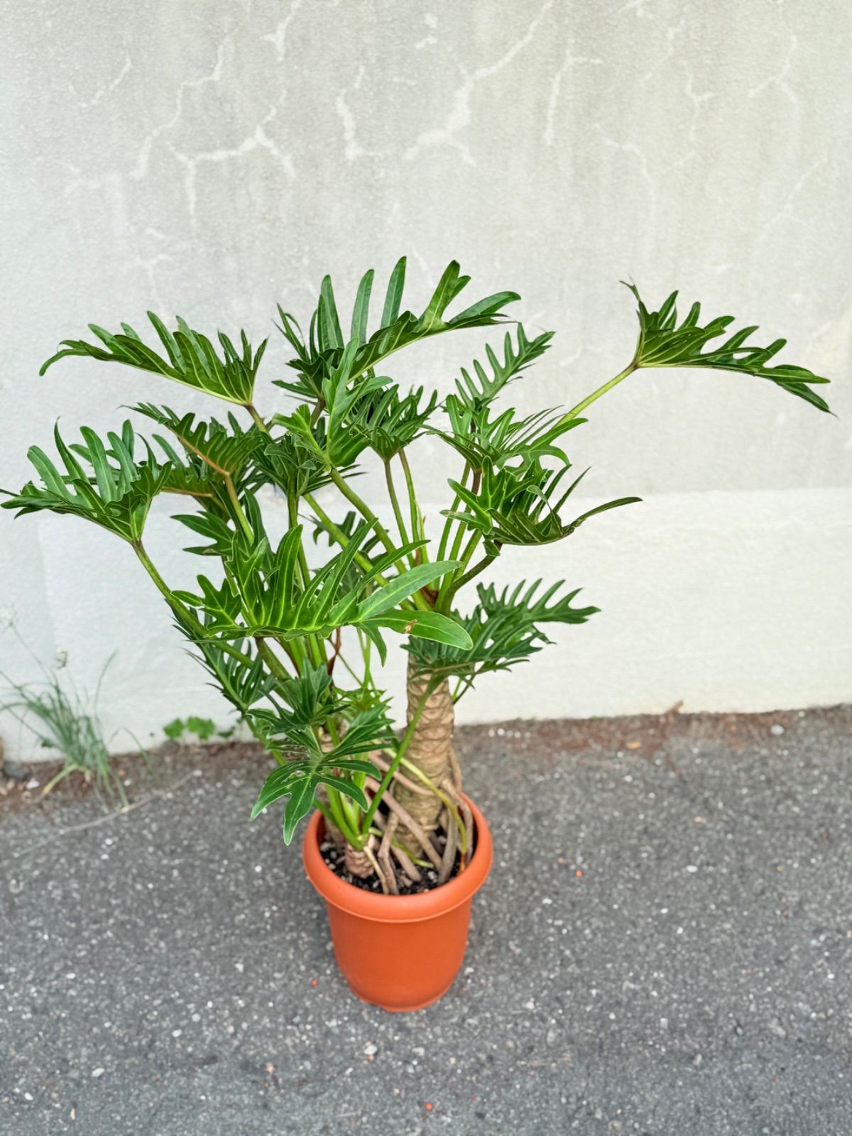 フィロデンドロン ジャイアントザナドゥ