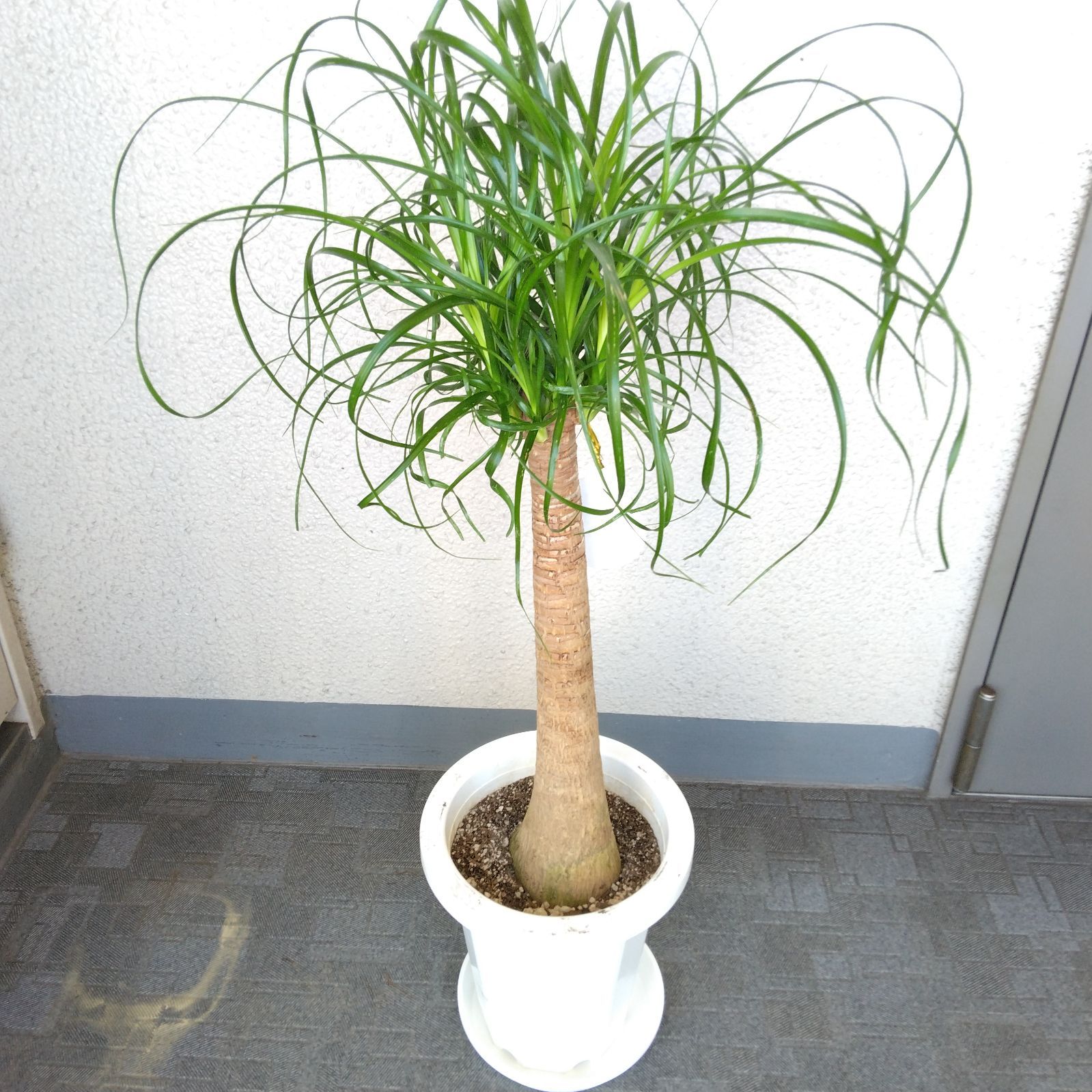 現品】②ノリナポニーテール【トックリラン】樹形綺麗 カールが可愛い 