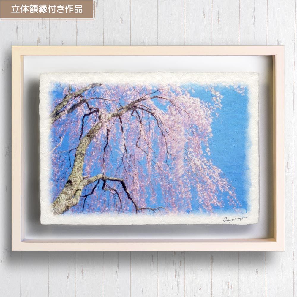 絵画・額縁・油絵・麻倉雄一郎・雨上がりのホールン・ボールドキャンバス(色紙) 和紙の絵写真 「青空と風に揺れるしだれ桜」 立体額縁付き 31x23cm