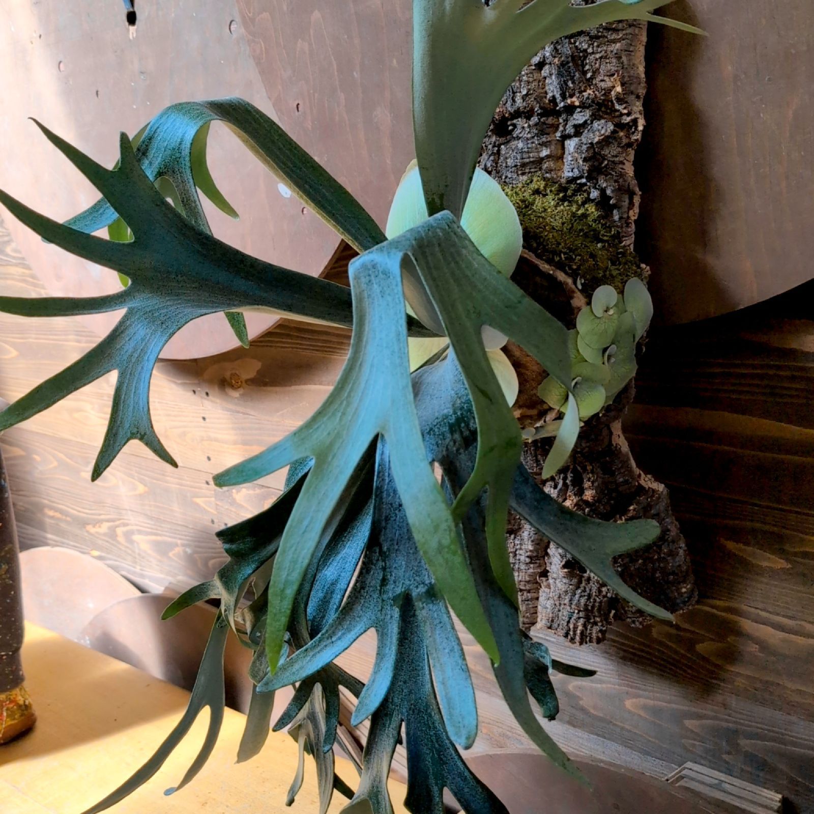 ビフルカツムホワイト