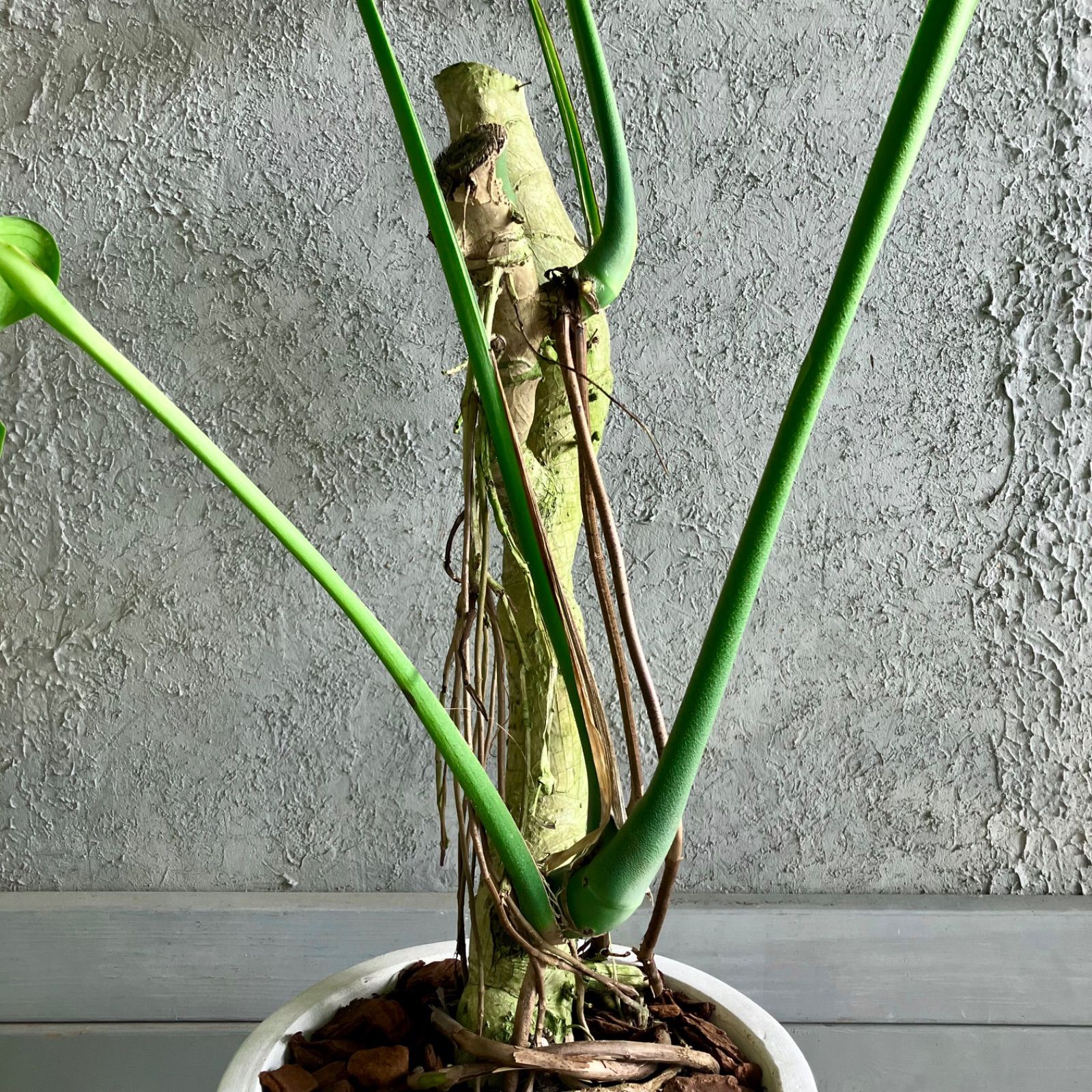 大型 幹太 根上がり モンステラ デリシオーサ 9号 テラコッタ鉢植え
