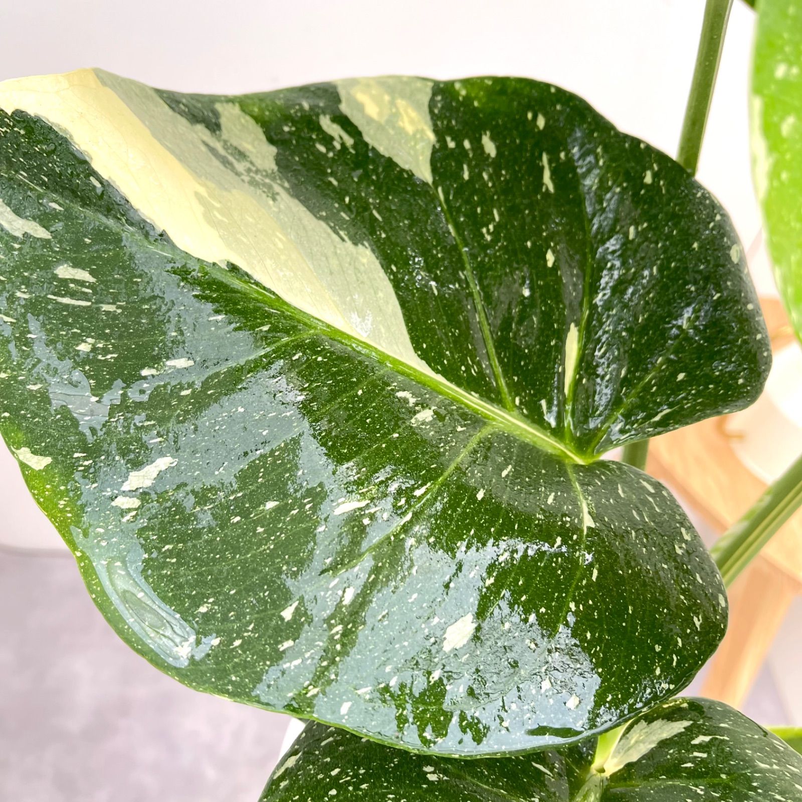 モンステラ デリシオーサ 斑入り 3【現品】☆希少☆ 観葉植物 室内